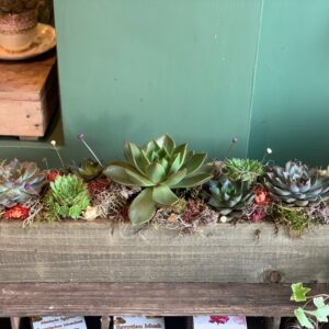 Large Succulent Planted Arrangement