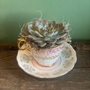 Tea Cup Succulent